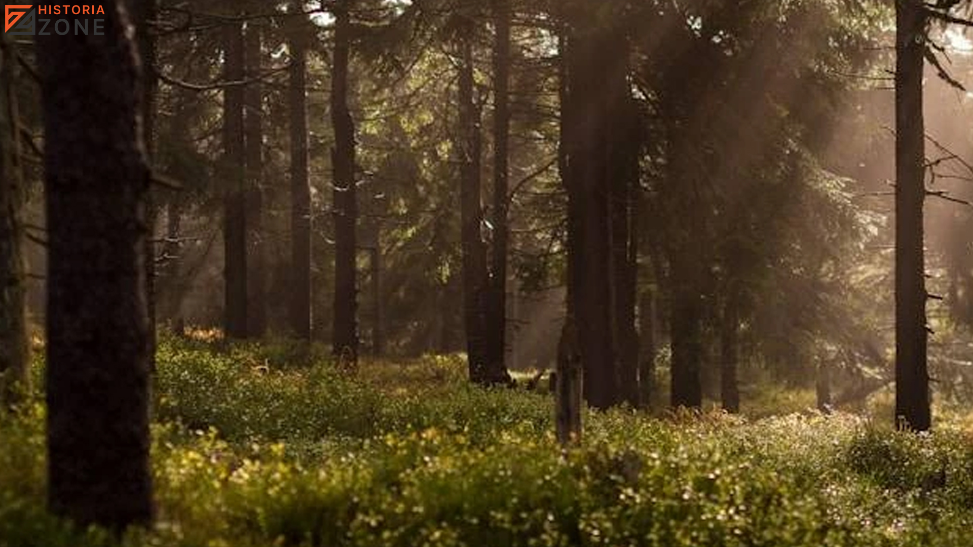 Hutan Hungayono dan 6 Misteri Sejarah yang Tersimpan