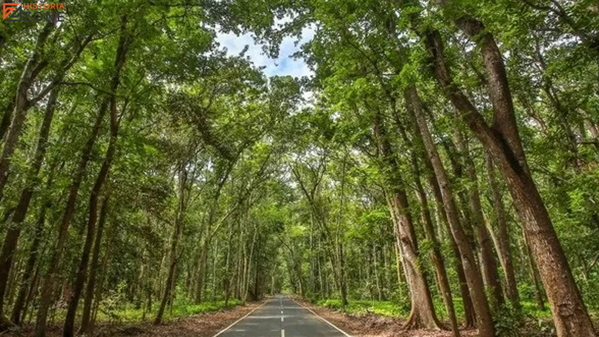 Hutan Hungayono dan 6 Misteri Sejarah yang Tersimpan